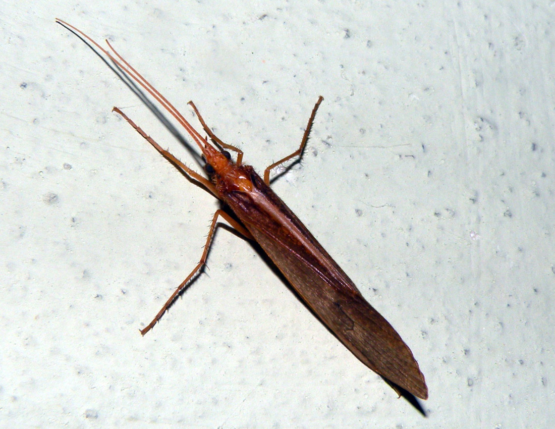 Halesus sp., (Trichoptera Limnephilidae)